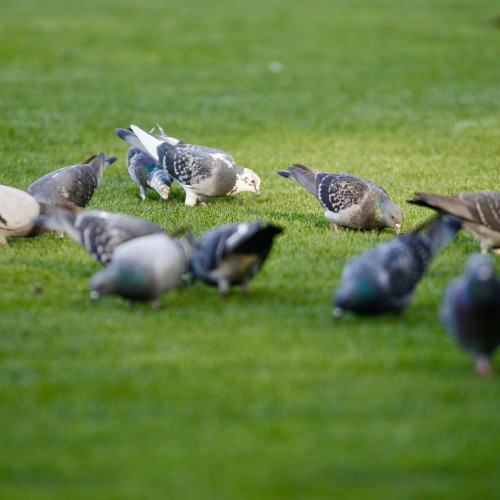 FC Hermannstadt obține un punct de la Petrolul Ploiești în ultimul joc al anului