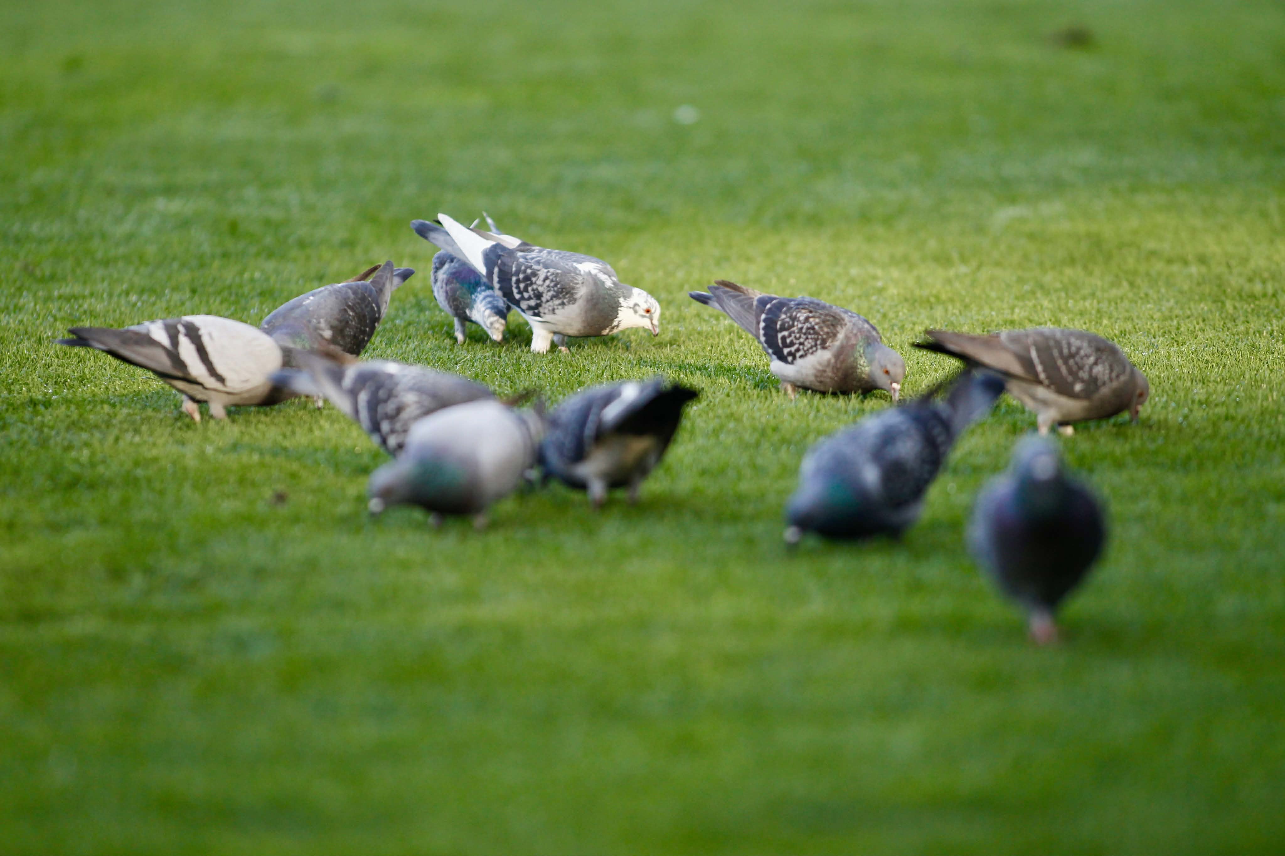 FC Hermannstadt obține un punct de la Petrolul Ploiești în ultimul joc al anului
