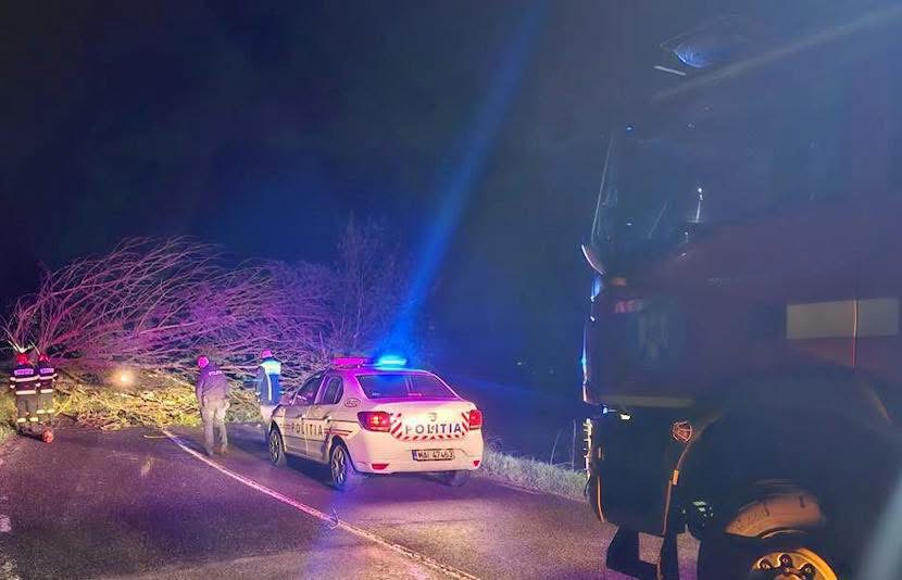 Vântul puternic cauzează intervenții pentru copaci doborâți în județul Vâlcea