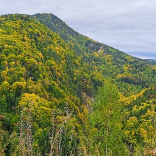 Romsilva raportează afectarea a peste 165.000 hectare de pădure din cauza uscării arborilor