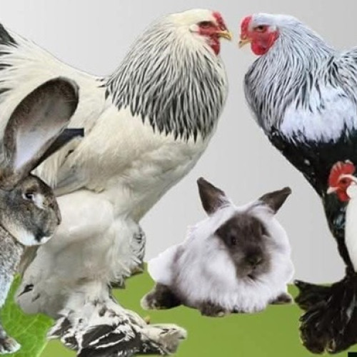 Maramureș: Expoziție de păsări și animale mici la Baia Mare între 9 și 11 ianuarie