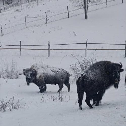 Antreprenori aduc primii zimbri în Maramureș după amânarea proiectului public