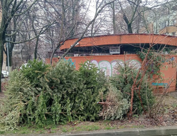 Primăria Sectorului 6 colectează brazii naturali de Crăciun în 12 puncte din sector