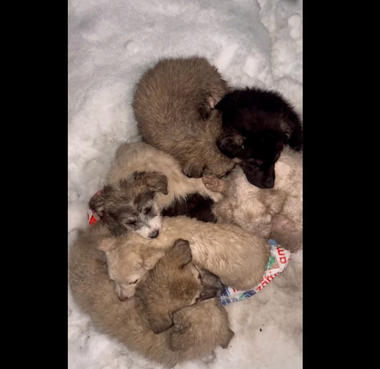 Mai mulți căței au fost abandonați în frig pe drumul din zona Cheile Babei