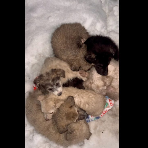 Mai mulți căței au fost abandonați în frig pe drumul din zona Cheile Babei