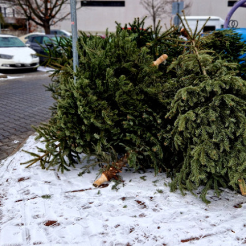 Autoritățile din București și alte orașe colectează gratuit brazii de Crăciun