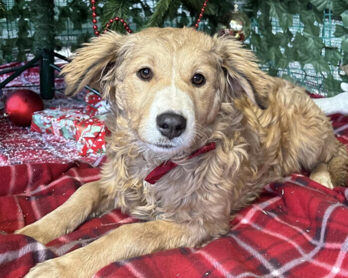 ASPA București revine la programul normal de vizitare a adăposturilor începând cu 8 ianuarie