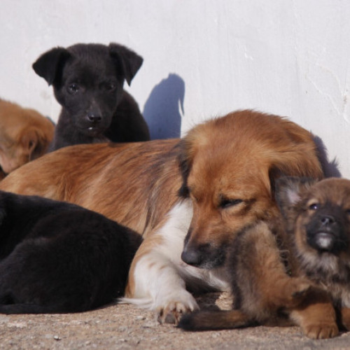 Primăria Corbeanca introduce o taxă specială pentru gestionarea câinilor fără stăpân