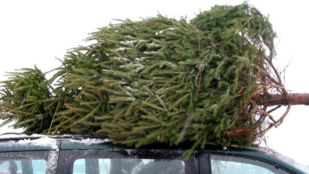 Leroy Merlin lansează în România campania de reciclare a brazilor naturali de Crăciun