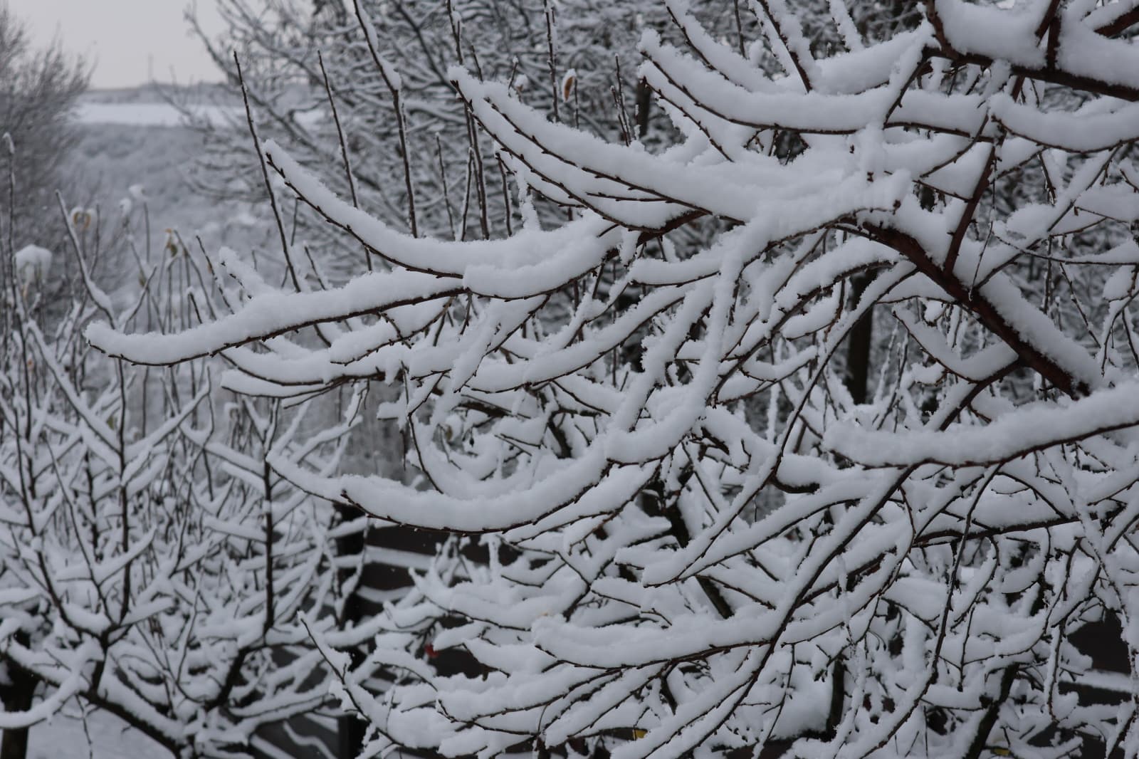 ANM avertizează pentru viscol și intensificări ale vântului în mai multe regiuni, inclusiv județul Botoșani