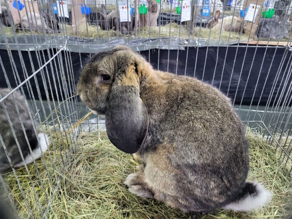 Copiii sub 14 ani beneficiază de acces gratuit la expoziția de păsări și animale de rasă