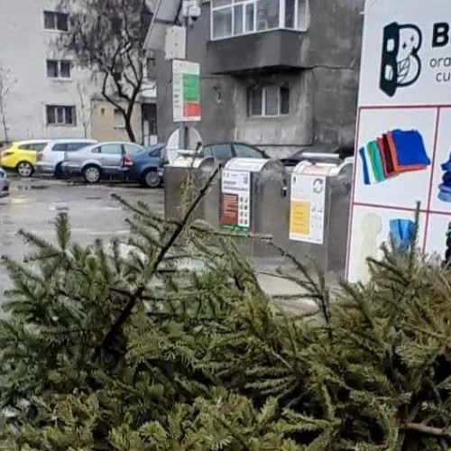 Buzoienii pot preda brazii naturali pentru colectare gratuită până pe 23 ianuarie