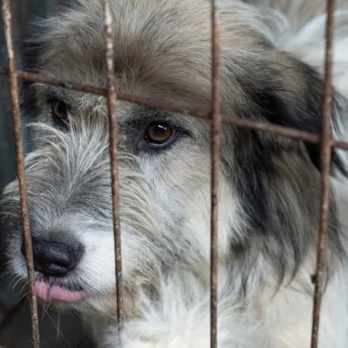 Asociația Prietenii lui Azor continuă campaniile de sterilizare gratuită în 2026