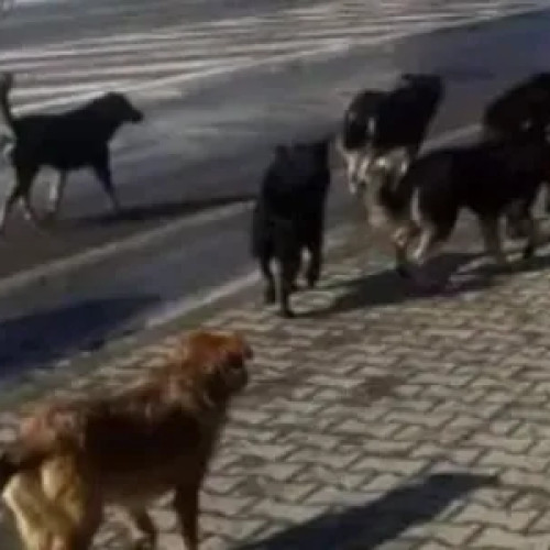 Locuitorii din Cluj-Napoca semnalează prezența a trei câini fără stăpân în zona blocului Detunata 11