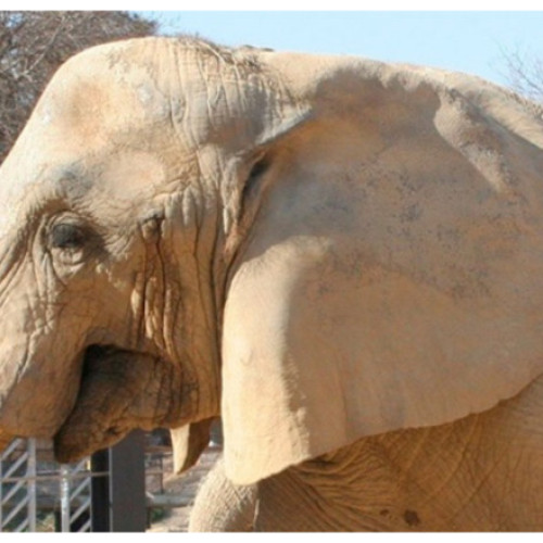Elefantul african Susi a murit la grădina zoologică din Barcelona la peste 55 de ani