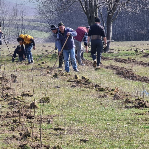 Direcția Silvică Botoșani lansează licitația pentru servicii de împădurire și întreținerea pepinierelor
