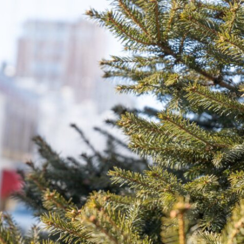 Agenția Națională pentru Protecția Mediului recomandă reciclarea brazilor de Crăciun uscați