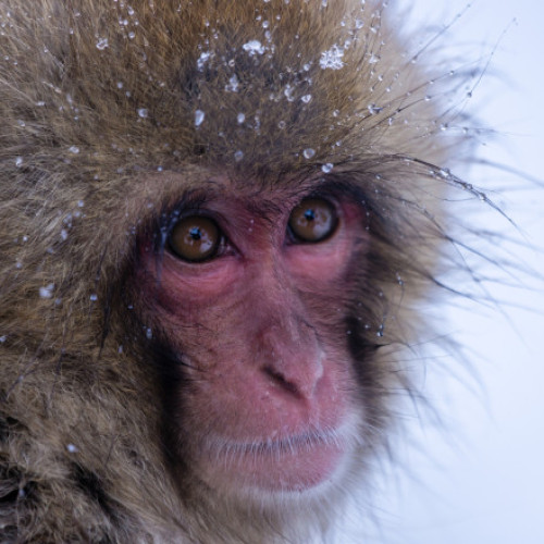 Grădina Zoologică din Craiova adaptează condițiile pentru animale în timpul gerului