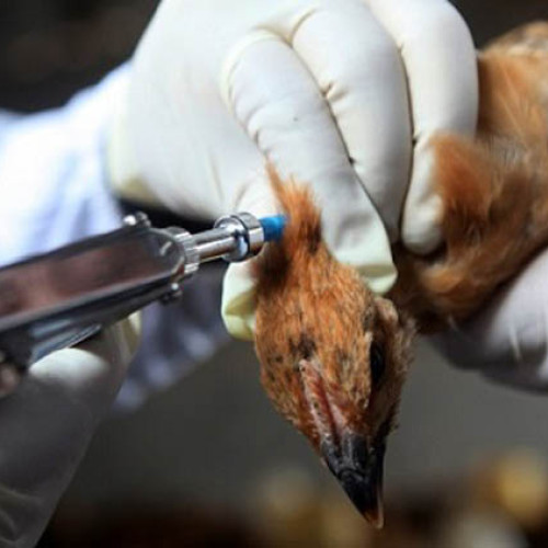 Colegiul Medicilor Veterinari avertizează asupra unui haos sanitar-veterinar în Gorj și la nivel național