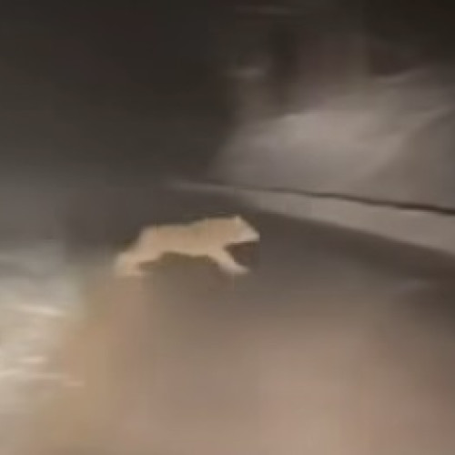 Șase lupi au blocat un șofer pe un drum județean din Bihor