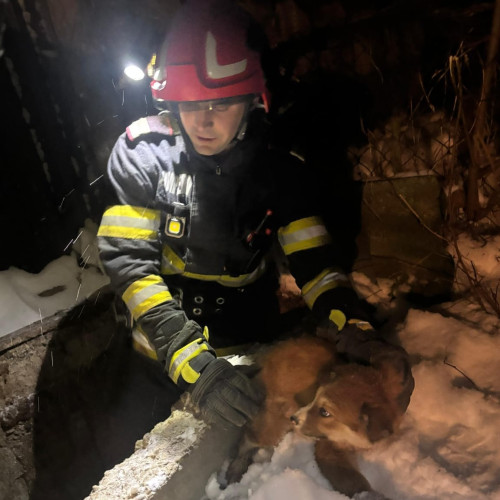 Pompierii din Darabani salvează un cățel căzut într-o fosă dezafectată