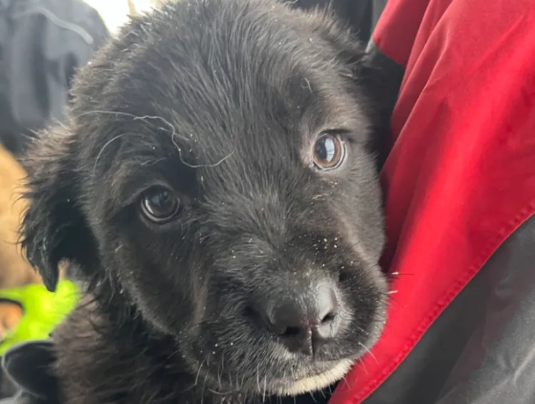 Adăpostul Public din Cluj-Napoca lansează un apel pentru salvarea unei fetițe fragile