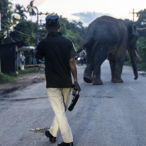 Autoritățile caută un elefant sălbatic care a provocat peste 20 de victime în India