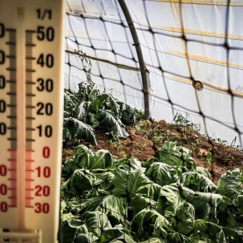 Gerul crește semnificativ costurile încălzirii solariilor și influențează prețul legumelor timpurii