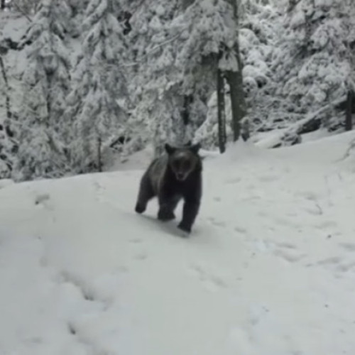 Turiști surprind o întâlnire cu un pui de urs la munte