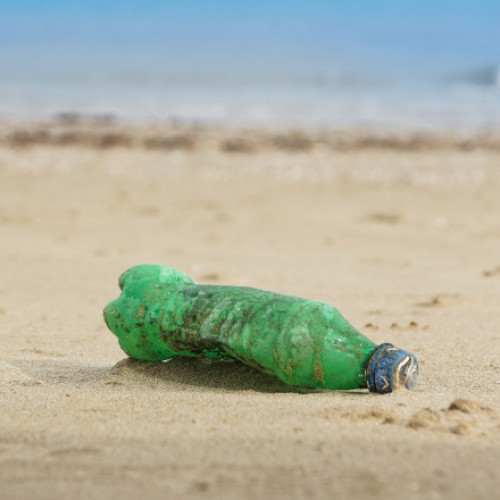 Cercetătorii alarmă privind poluarea cu microplastice în fauna din Marea Neagră