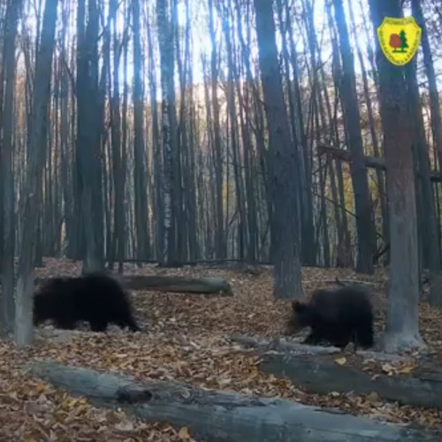 Ursă cu pui surprinsă în sălbăticie în Parcul Național Defileul Jiului