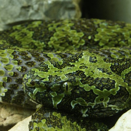 Garda de Mediu și Poliția descoperă o crescătorie ilegală de reptile în Ştei, Bihor