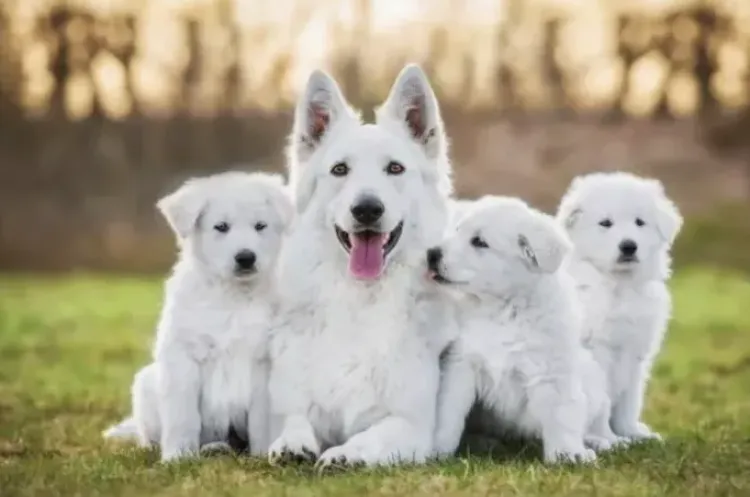 Clujenii din județ pot solicita subvenții pentru sterilizarea și microciparea câinilor