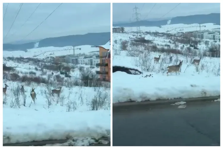 Căprioare jucăușe surprinse aproape de blocuri în Baciu, județul Cluj
