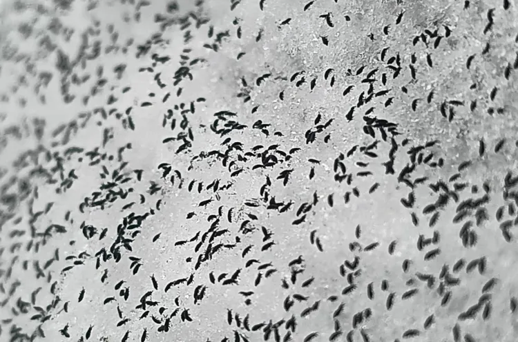 Clujul se confruntă cu o apariție neașteptată a puricilor de zăpadă