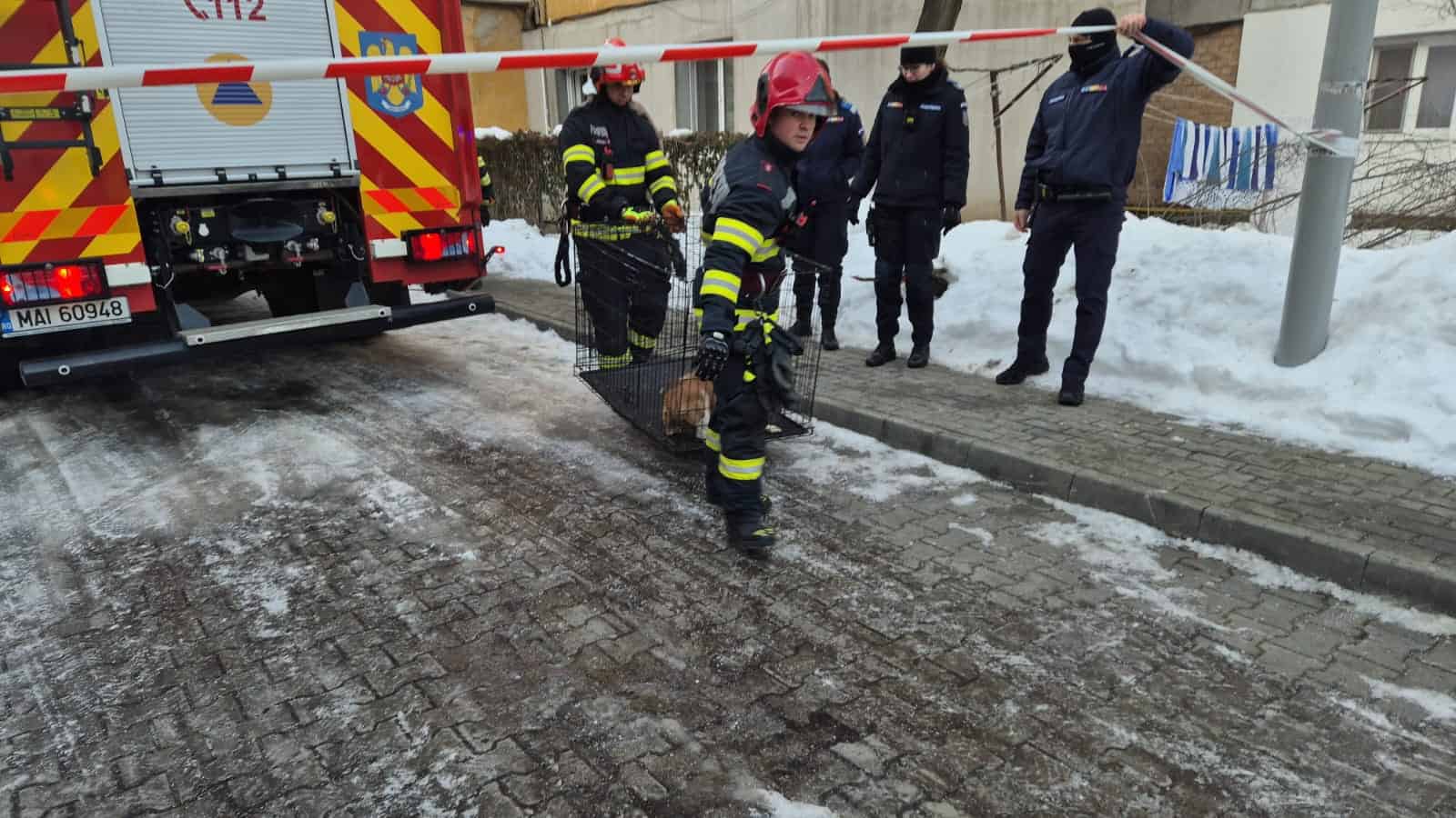 Cățel salvat după explozia din Alba Iulia, tratat și adăpostit temporar