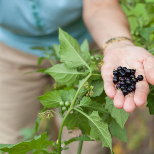 Psihonutriționistul Gina Tăujan evidențiază beneficiile coacăzelor negre pentru sănătatea inimii