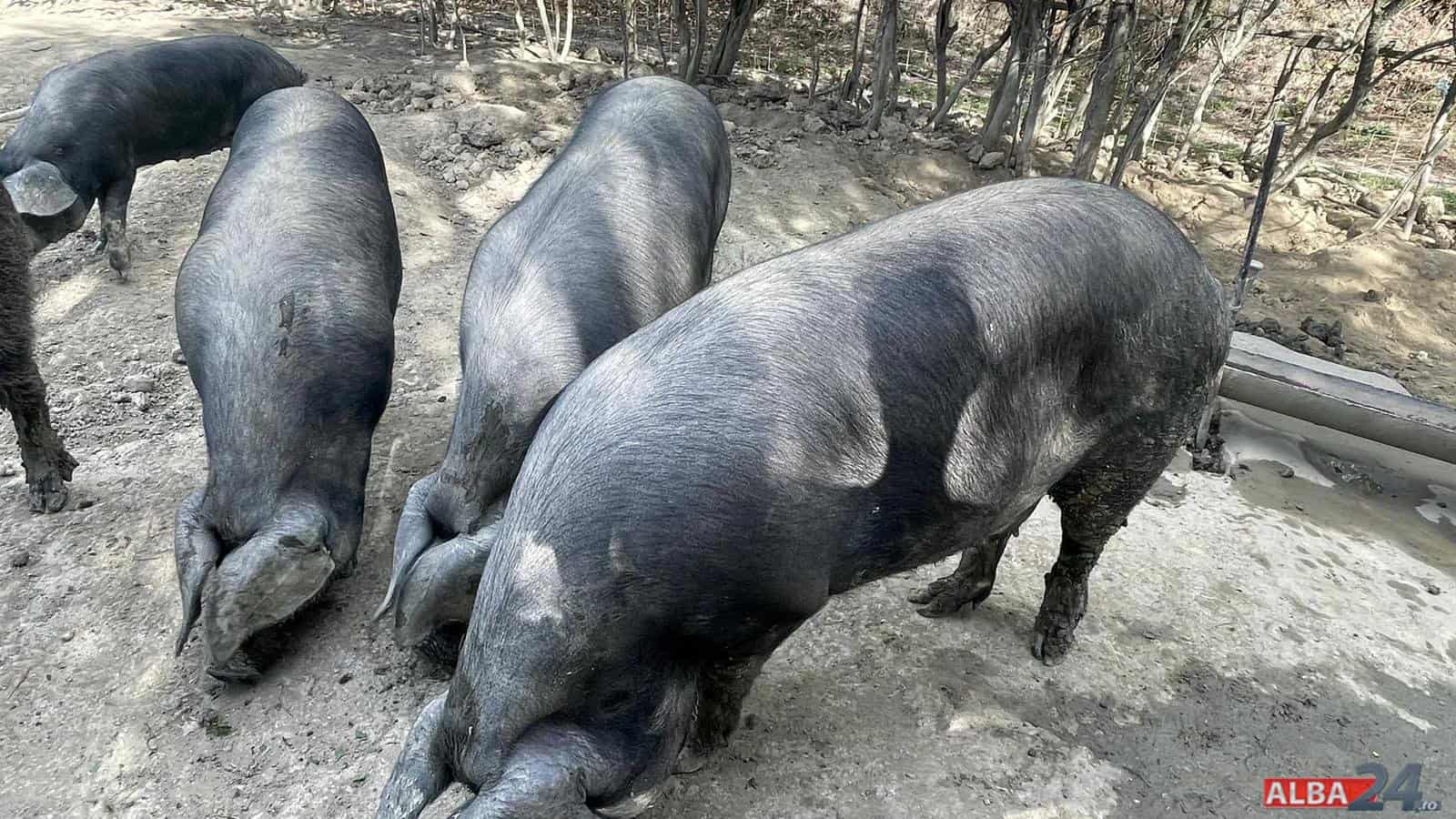 APIA primește deconturile pentru bunăstarea porcinelor și păsărilor până pe 2 februarie