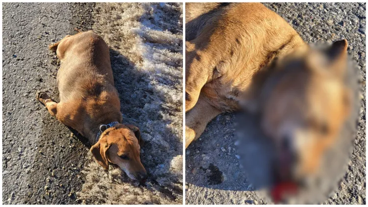 O femeie din Cluj denunță neglijența stăpânului după moartea unui câine lovit de mașină