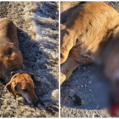 O femeie din Cluj denunță neglijența stăpânului după moartea unui câine lovit de mașină