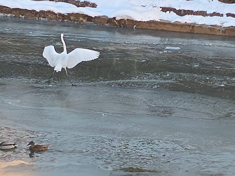 Băimărenii surprind egrete pe malul Săsarului și le împărtășesc pe rețelele sociale