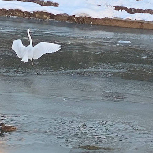 Băimărenii surprind egrete pe malul Săsarului și le împărtășesc pe rețelele sociale