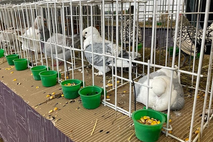 La Sebeș începe expoziția de porumbei voiajori și animale de companie