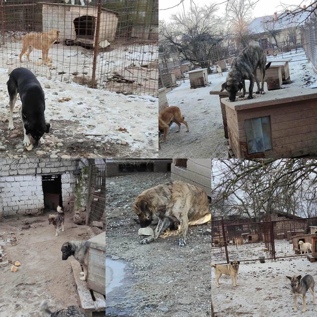 Asociația Pro Animals cere sprijin pentru câinii fără stăpân din Târgu Cărbunești