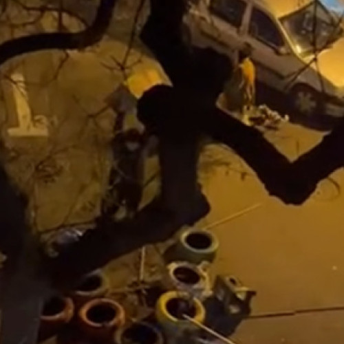 Un bărbat din Sector 3 al Capitalei a fost pus sub control judiciar pentru distrugerea unor căsuțe pentru pisici