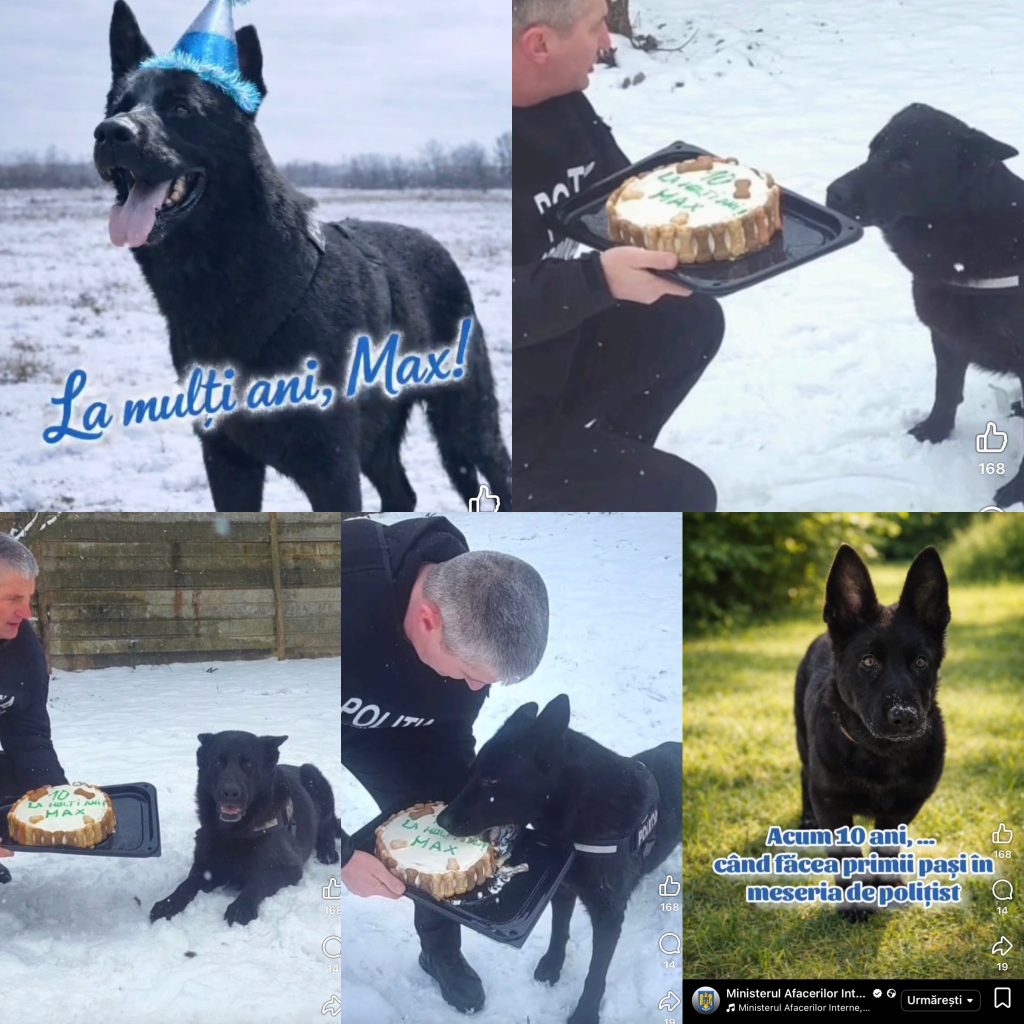 IPJ Gorj celebrează 10 ani de serviciu ai câinelui polițist Max