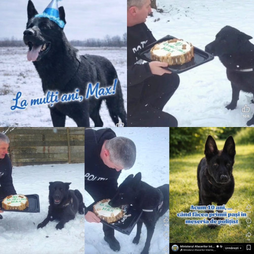 IPJ Gorj celebrează 10 ani de serviciu ai câinelui polițist Max