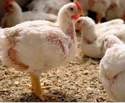 Autoritățile confirmă prezența virusului gripei aviare în Vaslui