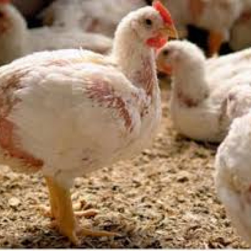 Autoritățile confirmă prezența virusului gripei aviare în Vaslui