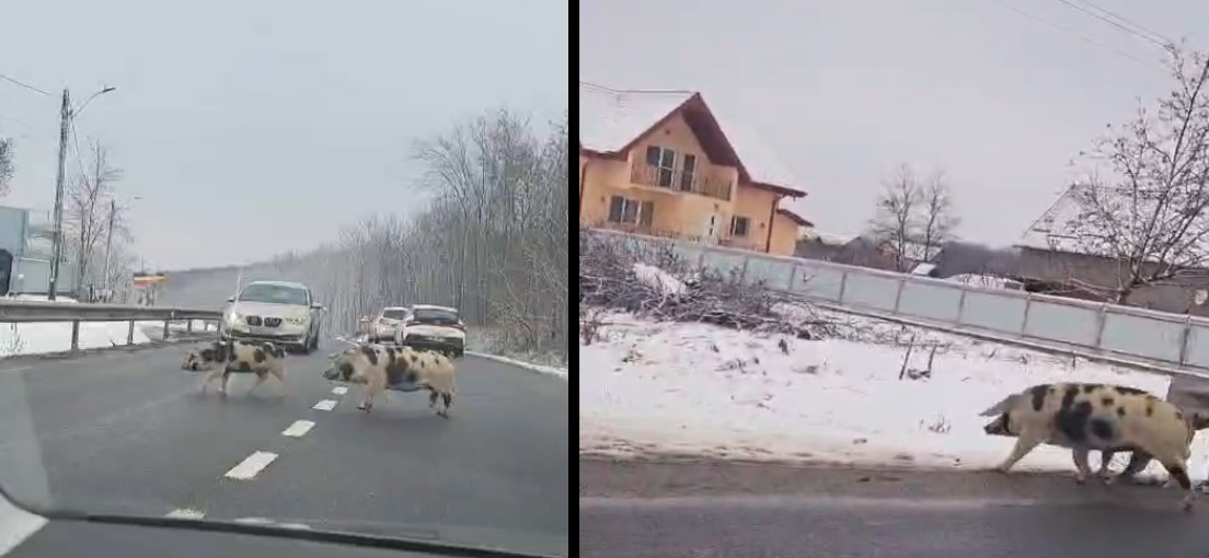 Porci domestici surprinși pe un drum european în Botoșani